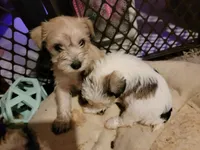 Reeses, a male Miniature Schnauzer for sale in Benson, MN – Photo 8 of 9