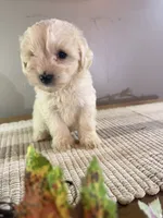 Peaches, a female Schnoodle for sale in Benson, MN – 2 of 3