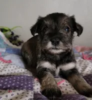 Gypsy, a female Miniature Schnauzer for sale in Benson, MN – Photo 4 of 7