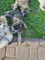 Gypsy, a female Miniature Schnauzer for sale in Benson, MN – Photo 3 of 7