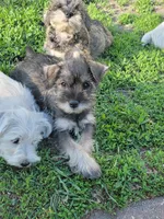 Gypsy, a female Miniature Schnauzer for sale in Benson, MN – Photo 2 of 7