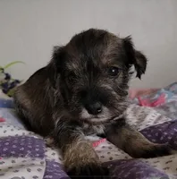 Gypsy, a female Miniature Schnauzer for sale in Benson, MN – Photo 7 of 7