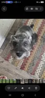 Winston , a male Miniature Schnauzer for sale in Benson, MN – 2 of 4
