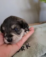 Simon, a male Miniature Schnauzer for sale in Benson, MN – Photo 7 of 8