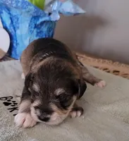 Simon, a male Miniature Schnauzer for sale in Benson, MN – Photo 5 of 8