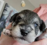 Simon, a male Miniature Schnauzer for sale in Benson, MN – Photo 1 of 8