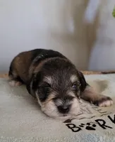 Simon, a male Miniature Schnauzer for sale in Benson, MN – Photo 3 of 8