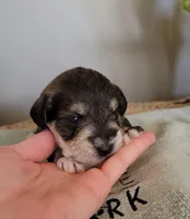 Simon, a male Miniature Schnauzer for sale in Benson, MN – Photo 4 of 8