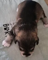 Simon, a male Miniature Schnauzer for sale in Benson, MN – Photo 6 of 8