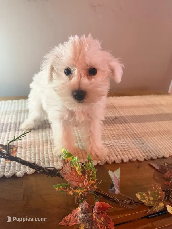 Berkley  – Miniature Schnauzer puppy for sale in Benson, MN