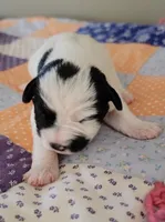 Lucy, a female Miniature Schnauzer for sale in Benson, MN – Photo 4 of 6