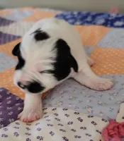Lucy, a female Miniature Schnauzer for sale in Benson, MN – Photo 5 of 6