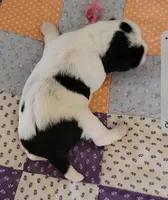 Lucy, a female Miniature Schnauzer for sale in Benson, MN – Photo 3 of 6