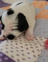 Lucy, a female Miniature Schnauzer for sale in Benson, MN – Photo 1 of 6