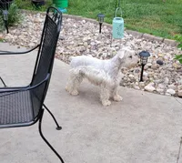 Goldie of Amber Energy, a female Miniature Schnauzer for sale in Benson, MN – Photo 1 of 2