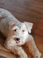 Goldie of Amber Energy, a female Miniature Schnauzer for sale in Benson, MN – Photo 2 of 2