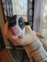 Bella, a female Schnoodle for sale in Benson, MN – Photo 5 of 7