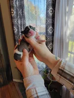 Bella, a female Schnoodle for sale in Benson, MN – Photo 6 of 7