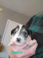 Bella, a female Schnoodle for sale in Benson, MN – Photo 4 of 7