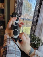 Bella, a female Schnoodle for sale in Benson, MN – Photo 7 of 7