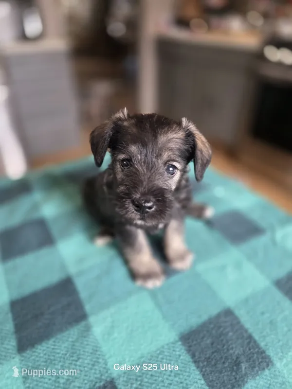 Winston  – Miniature Schnauzer puppy for sale in Benson, MN