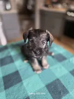 Winston , a male Miniature Schnauzer for sale in Benson, MN – 1 of 7