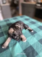 Winston , a male Miniature Schnauzer for sale in Benson, MN – 4 of 7