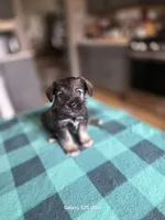 Winston , a male Miniature Schnauzer for sale in Benson, MN – 6 of 7