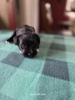 Dexter, a male Miniature Schnauzer for sale in Benson, MN – 4 of 4