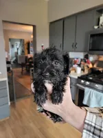 Clover, a female Miniature Schnauzer for sale in Benson, MN – Photo 3 of 4