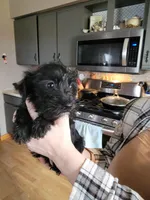 Clover, a female Miniature Schnauzer for sale in Benson, MN – Photo 4 of 4