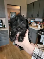 Clover, a female Miniature Schnauzer for sale in Benson, MN – Photo 1 of 4