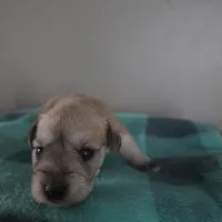 Skipper, a male Miniature Schnauzer for sale in Benson, MN – Photo 3 of 3