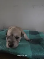 Skipper, a male Miniature Schnauzer for sale in Benson, MN – Photo 3 of 3