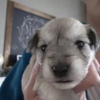 Skipper, a male Miniature Schnauzer for sale in Benson, MN – Photo 1 of 3