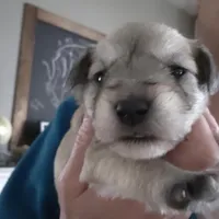 Skipper, a male Miniature Schnauzer for sale in Benson, MN – Photo 2 of 3