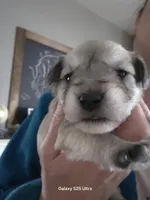 Skipper, a male Miniature Schnauzer for sale in Benson, MN – Photo 2 of 3