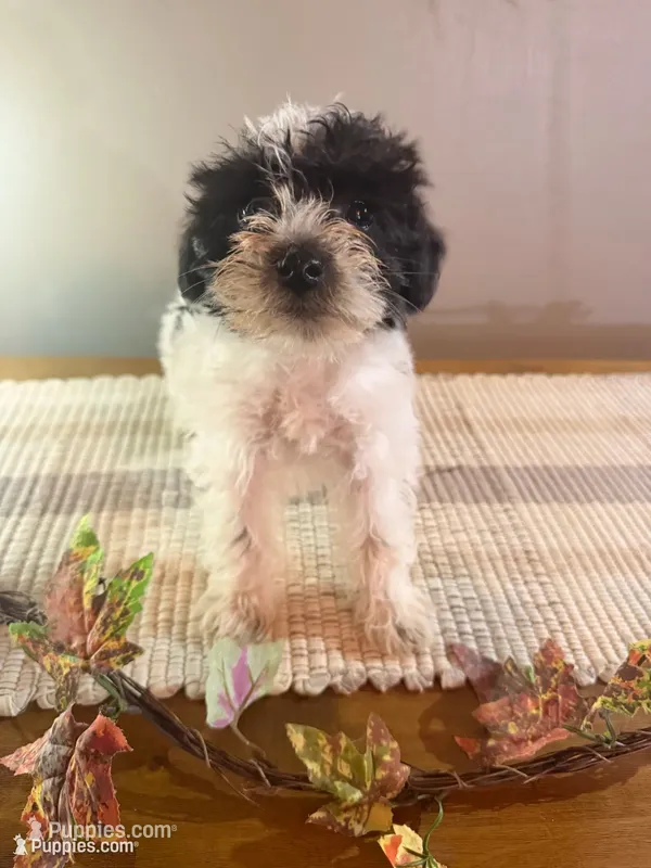 Rosie – Miniature Schnauzer puppy for sale in Benson, MN