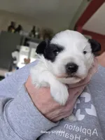 Bramble, a male Miniature Schnauzer for sale in Benson, MN – 5 of 5