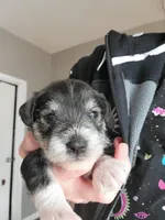 Sage, a female Miniature Schnauzer for sale in Benson, MN – Photo 5 of 5