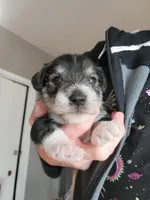 Sage, a female Miniature Schnauzer for sale in Benson, MN – Photo 3 of 5