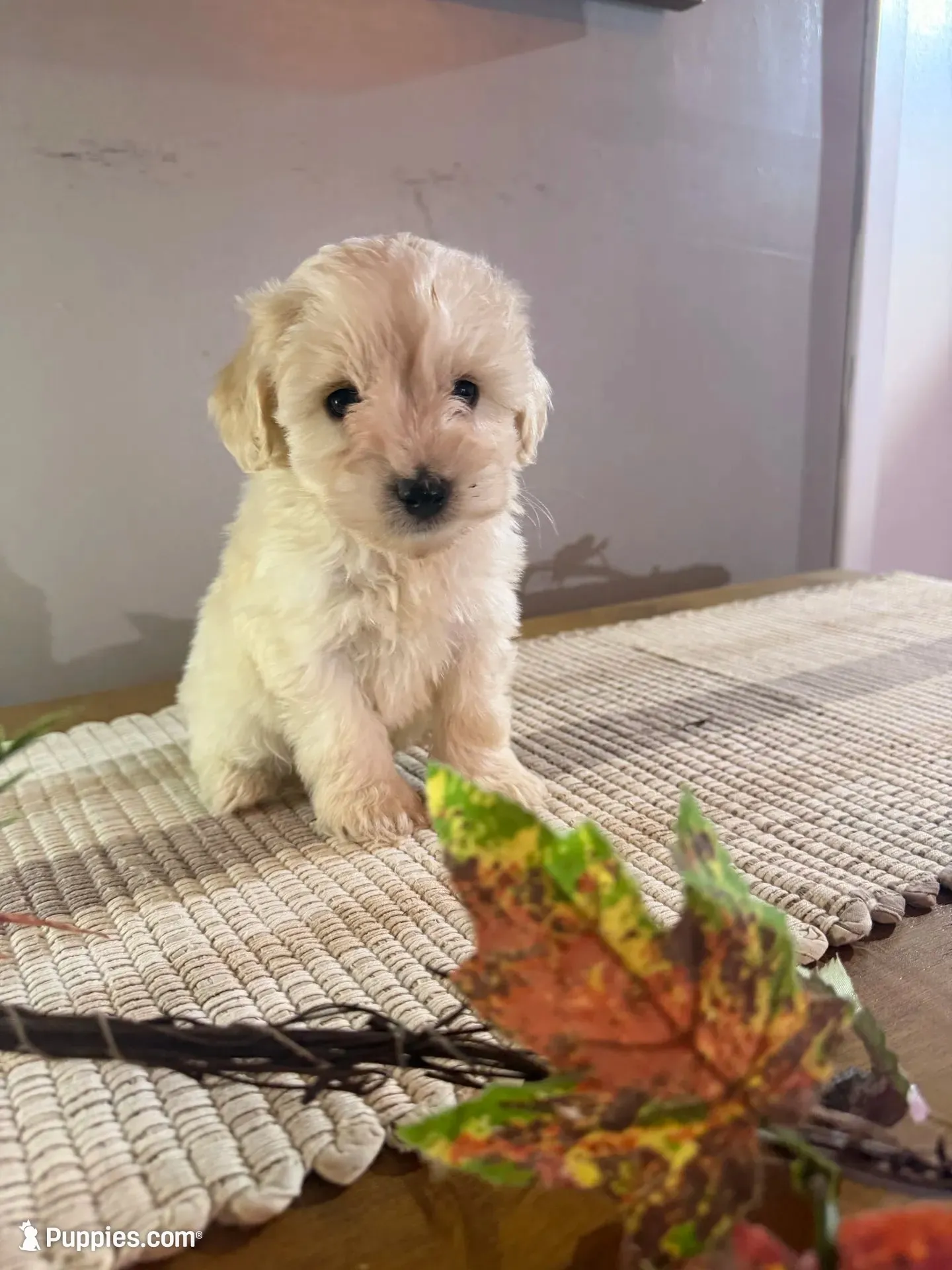 Peaches, a female Schnoodle for sale in Benson, MN – 1 of 3