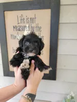 Sparkle, a female Miniature Schnauzer for sale in Benson, MN – Photo 1 of 2
