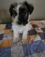 Clyde, a male Miniature Schnauzer for sale in Benson, MN – Photo 1 of 4