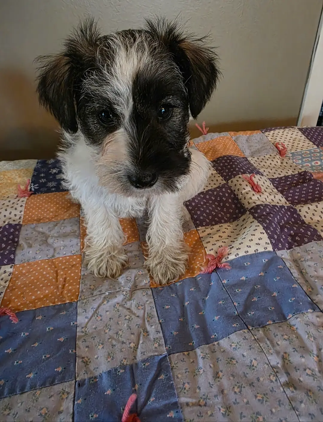 Clyde, a male Miniature Schnauzer for sale in Benson, MN – Photo 4 of 4