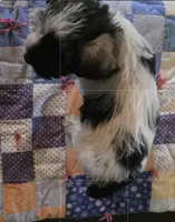 Clyde, a male Miniature Schnauzer for sale in Benson, MN – Photo 2 of 4