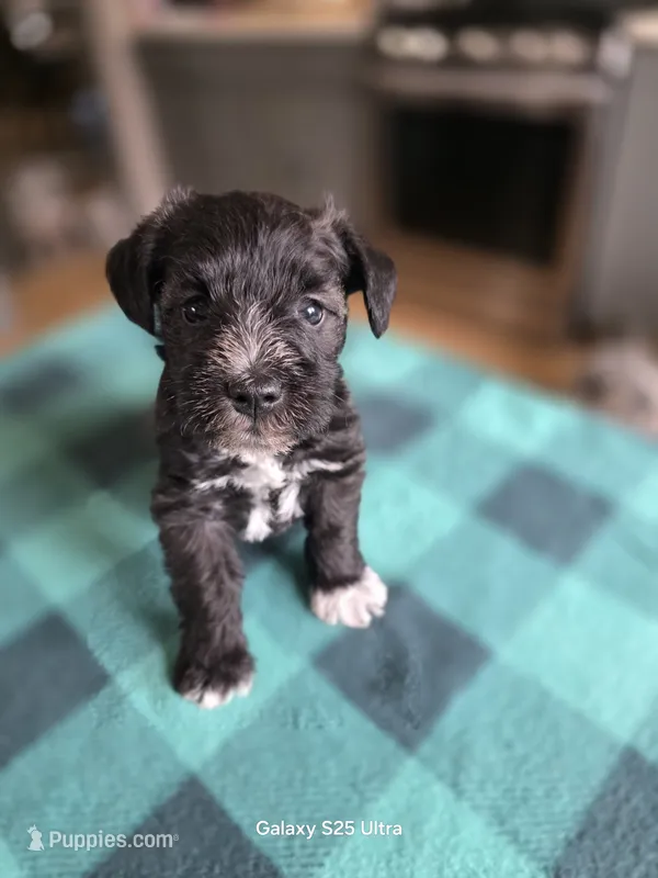 Sheldon – Miniature Schnauzer puppy for sale in Benson, MN