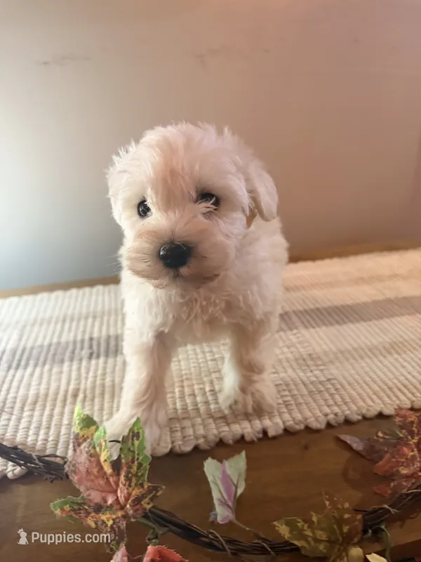 Tucker – Schnoodle puppy for sale in Benson, MN