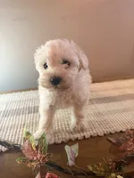 Tucker, a male Schnoodle for sale in Benson, MN – 1 of 3