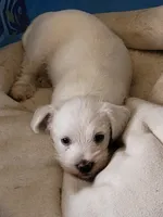 Cylde, a male Miniature Schnauzer for sale in Benson, MN – Photo 4 of 10